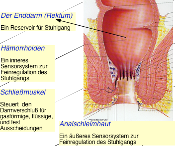 Die besten Medikamente für die Verbesserung der Potenz